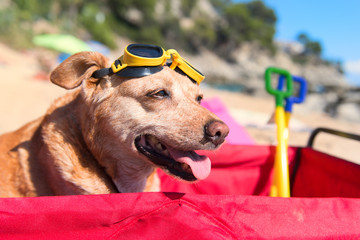 Funny dog with goggles at beach