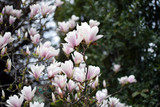 Magnolia flowers closeup.