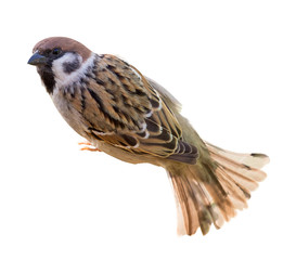 house sparrow on white top view