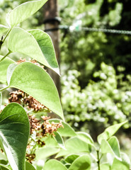 Close up of green leaves.