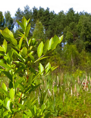 Close up of little tree and swamp in a background.