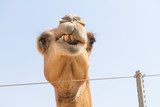 wild camels in the hot dry middle eastern desert, desert animals in an arid landscape.