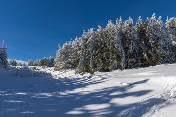 Amazing winter landscape of Vitosha Mountain, Sofia City Region, Bulgaria