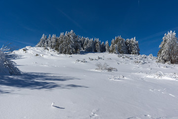 Amazing winter landscape of Vitosha Mountain, Sofia City Region, Bulgaria