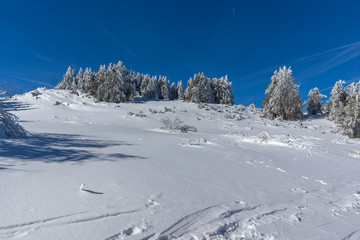 Amazing winter landscape of Vitosha Mountain, Sofia City Region, Bulgaria