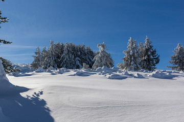 Amazing winter landscape of Vitosha Mountain, Sofia City Region, Bulgaria