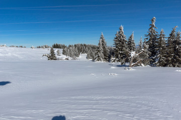 Amazing winter landscape of Vitosha Mountain, Sofia City Region, Bulgaria