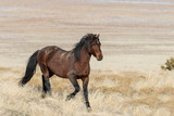 Majestic Wild Horse in the Utah Desert in Winter