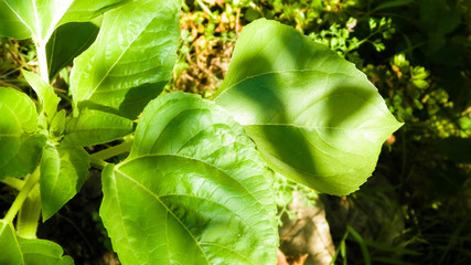 Close up of plant with green leaves.