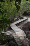 Wooden footbridge in the mangrove forest, Seychelles