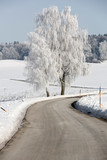 Birke mit Raureif an einer Landstraße in Oberbayern