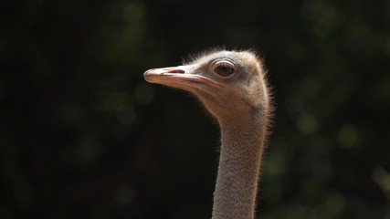 Close-up photos, ostrich head