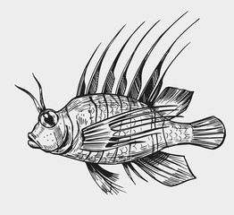 Fish sketch. Engraving style. Hand drawn illustration. Isolated vector.