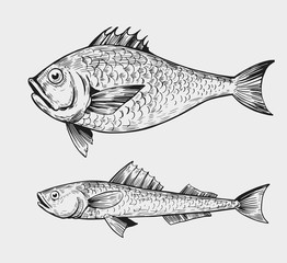 Fish sketch. Engraving style. Hand drawn illustration. Isolated vector.