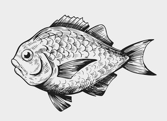 Fish sketch. Engraving style. Hand drawn illustration. Isolated vector.