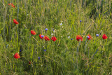 Mohn, Margarite, Kornblumen im Weizenfeld