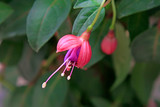 Fuchsia flower