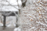 日本のお寺の境内の雪景色