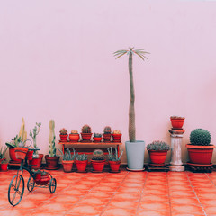 Home plants decor.  Cactus set on pink background wall. Plants lover concept