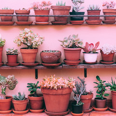 Home plants decor.  Cactus set on pink wall. Cactus lover concept
