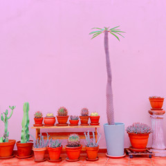 Home plants decor. Plants on pink fashion concept. Garden lover concept