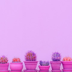 Set of cute cactus on pink wall. Home plants decor