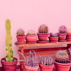 Many Cactus on pink background. Plants on pink fashion minimal concept. Home decor