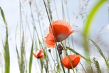 mohnblumen