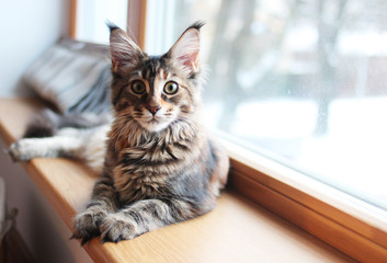 portrait of a beautiful adorable young maine coon kitten cat sitting on a window sill  