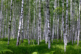 Birch Grove on a sunny summer day