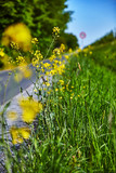 Blume Sommer gelb