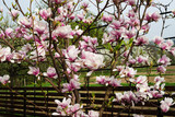 Blooming magnolia in the garden