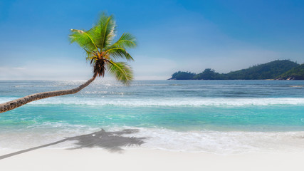Coconut palm tree on paradise beach with white sand and turquoise sea. 
