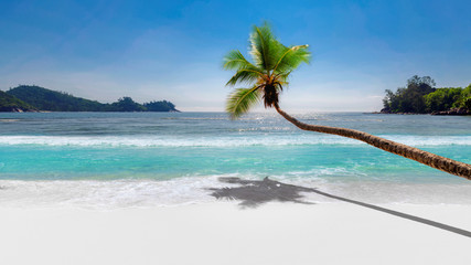 Coco palm over paradise beach, white sand and turquoise sea. Summer vacation and background concept.  