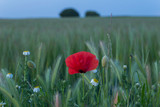 poppies in the field