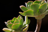 Sukkulenten (Aeonium urbicum)