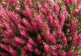 Heather flower background