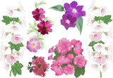 group of large garden flowers isolated on white