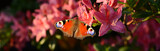 Blumen 989