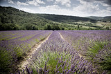 Champs de lavande - Provence - Sud de la France
