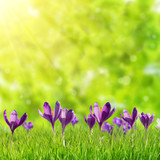 Nature background with crocus flowers