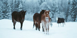 Nordland horse in Norway