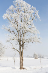 Einzelner Baum im Nebel mit Raureif bedeckt