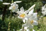 Beautiful white flowers