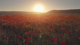 Flight over field of red poppies at sunset. Beautiful flowers and spring nature composition.