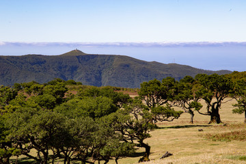 Lorbeerwald, Madeira, Fanal, feenwald