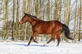Stute im Schnee