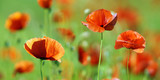 Wiese mit Mohnblumen