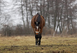 horse on the catwalk
