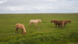 Image of beautiful horses from Iceland.